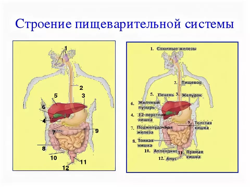 Пищеварительная система кратко. Органы пищеварения 8 класс биология. Кластер по теме пищеварительная система. Самостоятельная работа на тему пищеварительная система.