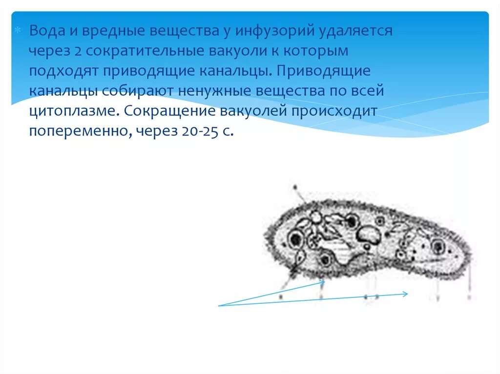 Какую функцию инфузории туфельки выполняет сократительная вакуоль. Собирательные канальцы инфузории. Сократительные вакуоли инфузории. Сократительные вакуоли с приводящими канальцами. Приводящие канальцы инфузории.