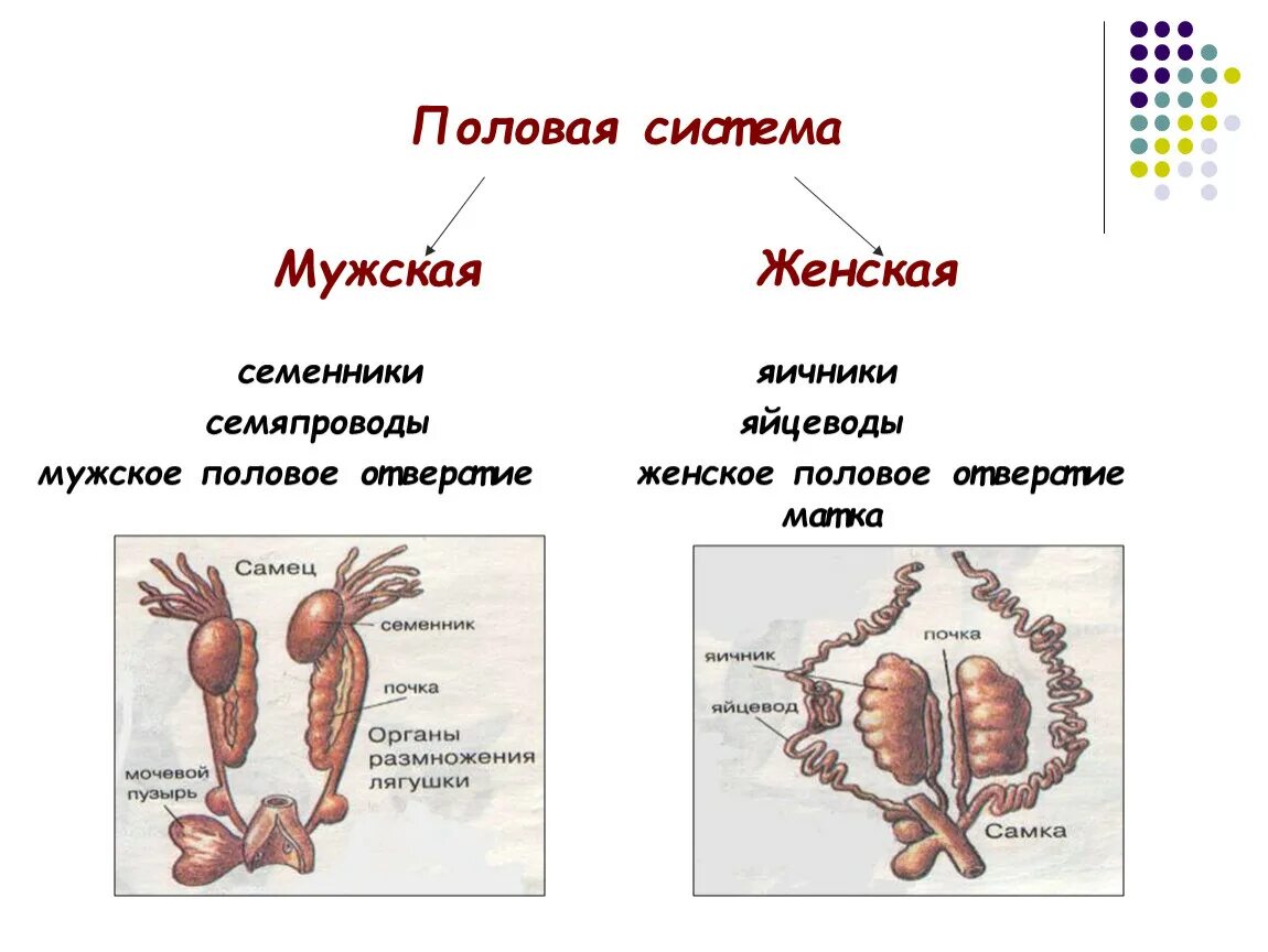 Половые органы строение функции. Строение половой системы животных. Схема строения половой системы человека. Система органов размножения животных органы. Половые железы семенники 8 класс биология.
