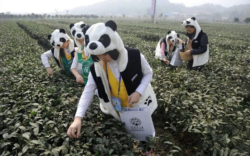 Панда собирает в круг. Чай из экскрементов панды. Экскременты панды. Чай "фекалии панды. Какашки панды.