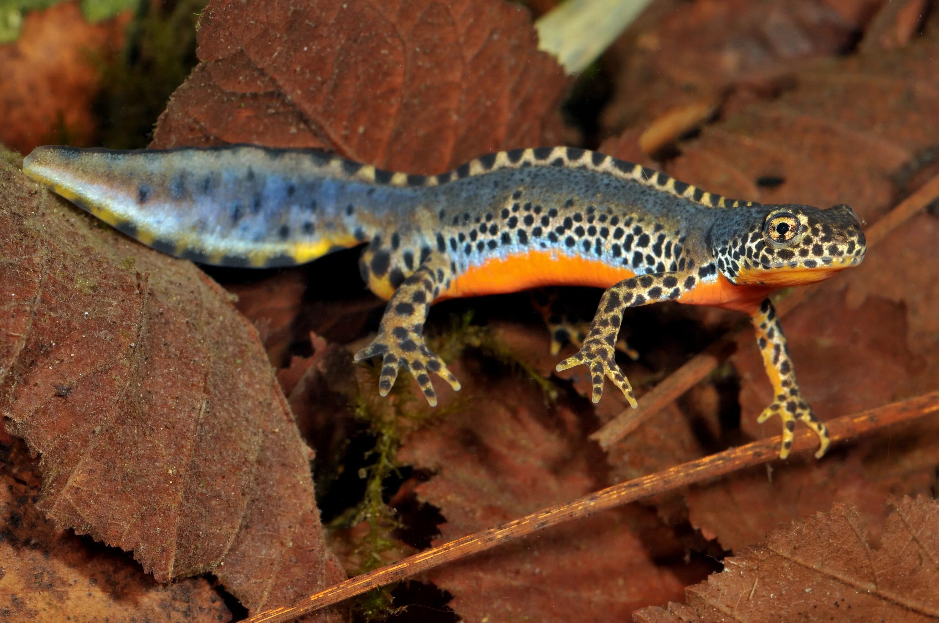 Земноводное т. Альпийский Тритон - Triturus alpestris. Гребенчатый Тритон. Крокодиловый Тритон. Хвостатые земноводные тритоны.