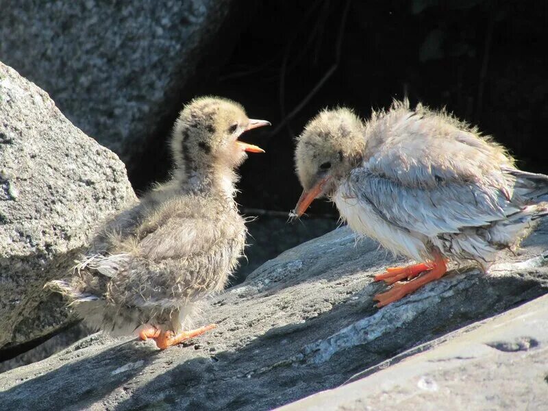 Чем кормить чайку птенца. Птенцы чаек чем кормить. Клуша чайка гнездо. Чайка поморник птенец. Чайка слеток.