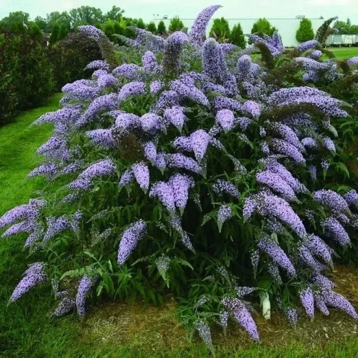 Саженец буддлеи давида сорт 'Эмпайр Блю'/Buddleja dav. 'Empire Blue' С5 - цена в