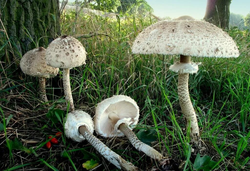 Зонтик пёстрый macrolepiota procera. Гриб зонтик съедобный рецепты приготовления. Гриб-зонтик пёстрый. Зонтик пёстрый macrolepiota procera. Macrolepiota procera – гриб зонтик высокий.