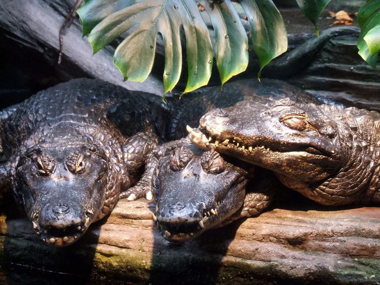Анаконда материк. Черный Кайман крокодил. Черный Кайман Амазонка. Амазонский Кайман. Чёрный Кайман / Melanosuchus Niger.