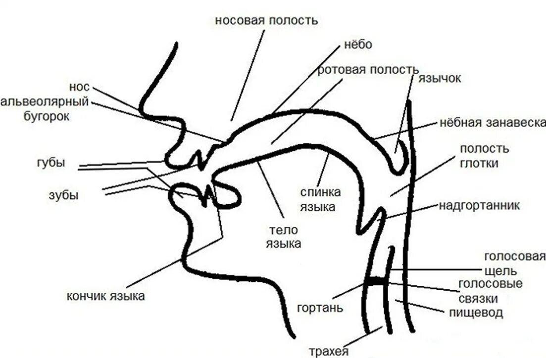 Система артикуляции