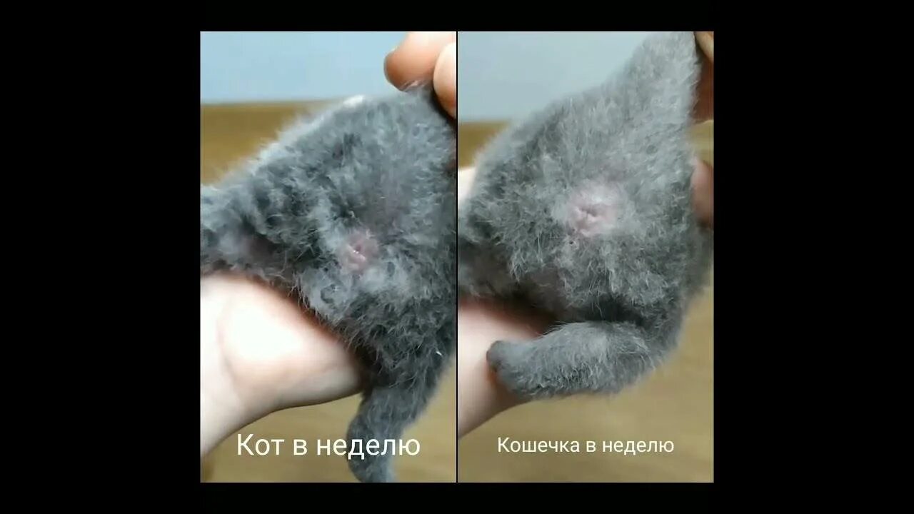 Как отличить котенка мальчика от котенка