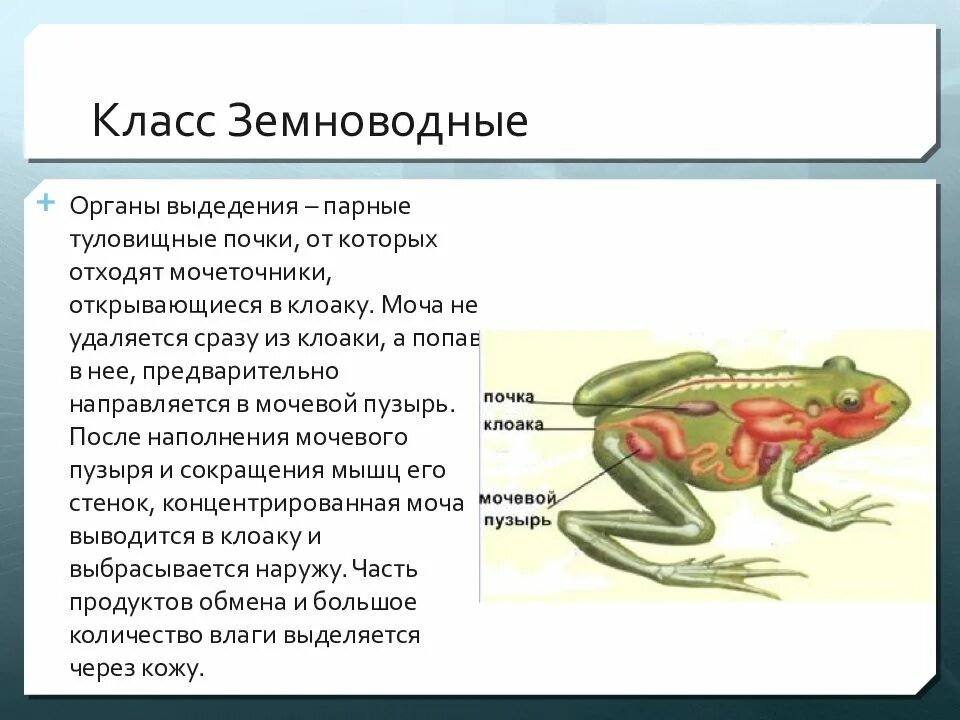 Выделительная система разных животных. Выделительная система разных животных
