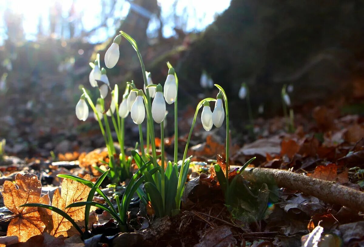 Подснежник расцвел лес. Весна,подснежники,пролески. Весенний лес с подснежниками. Весна подснежники. Подснежник расцвел лес.