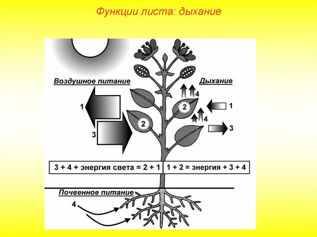 Газообмен в листе осуществляется благодаря