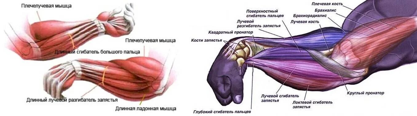 Напряжение сухожилий