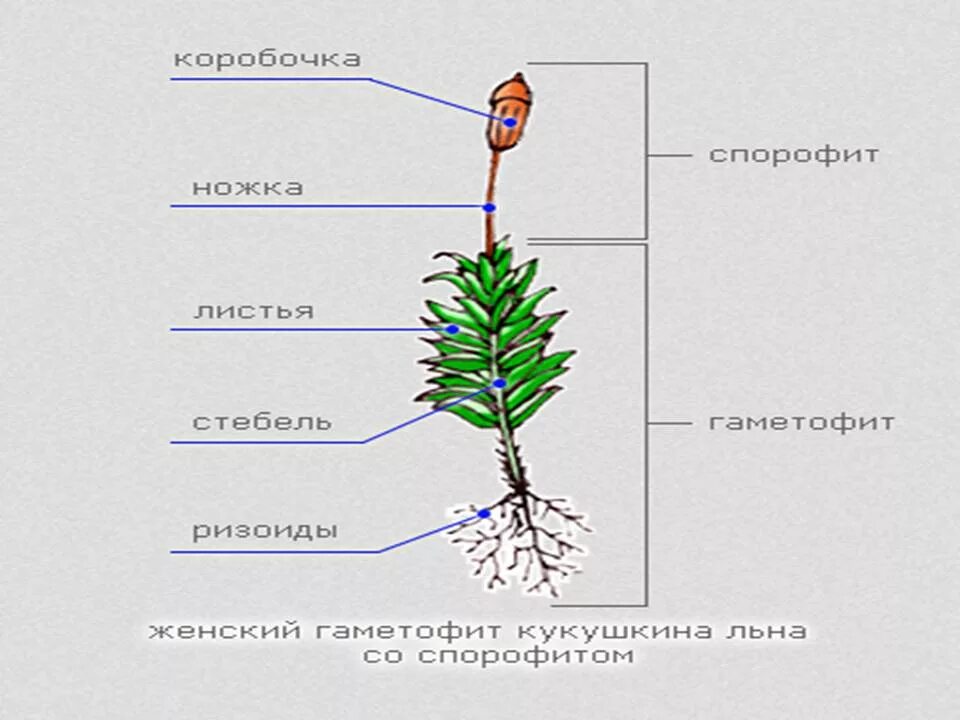 Ножка спорофита. Строение спорофита мха. Кукушкин лен строение. Строение мха Кукушкина. Строение мха Кукушкин лен.