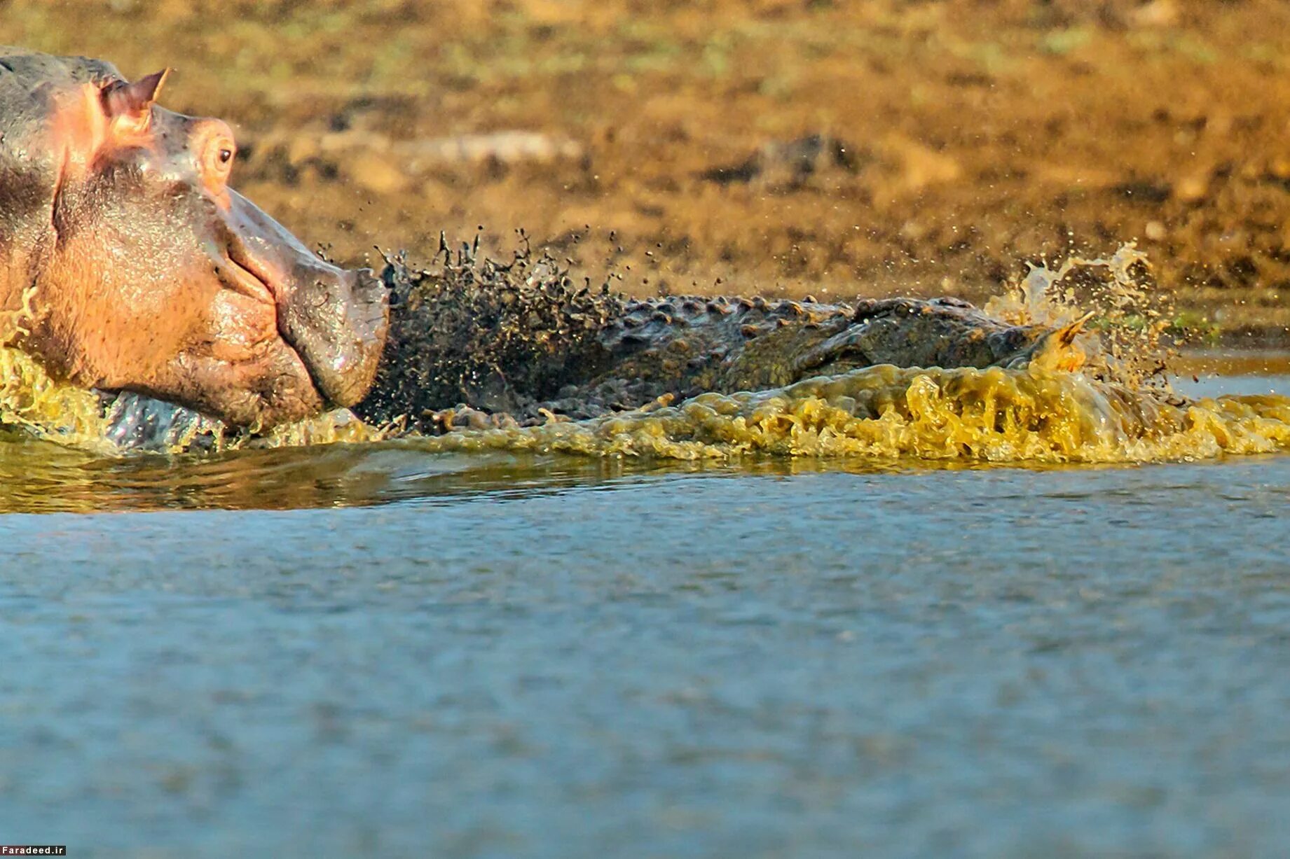 Бегемоты обезьяны кашалоты. Бегемот против крокодила. Гребнистый крокодил против бегемота. Бегемот в болоте.