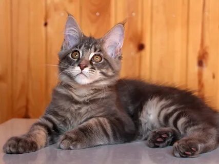 Мейн кун 6 месяцев