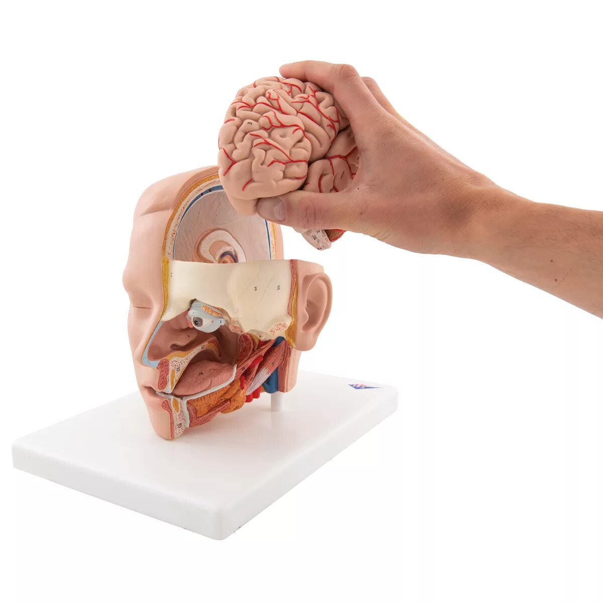 1 мед в голове. Анатомическая модель головы и мозга. Муляж головы. Макет мозга.