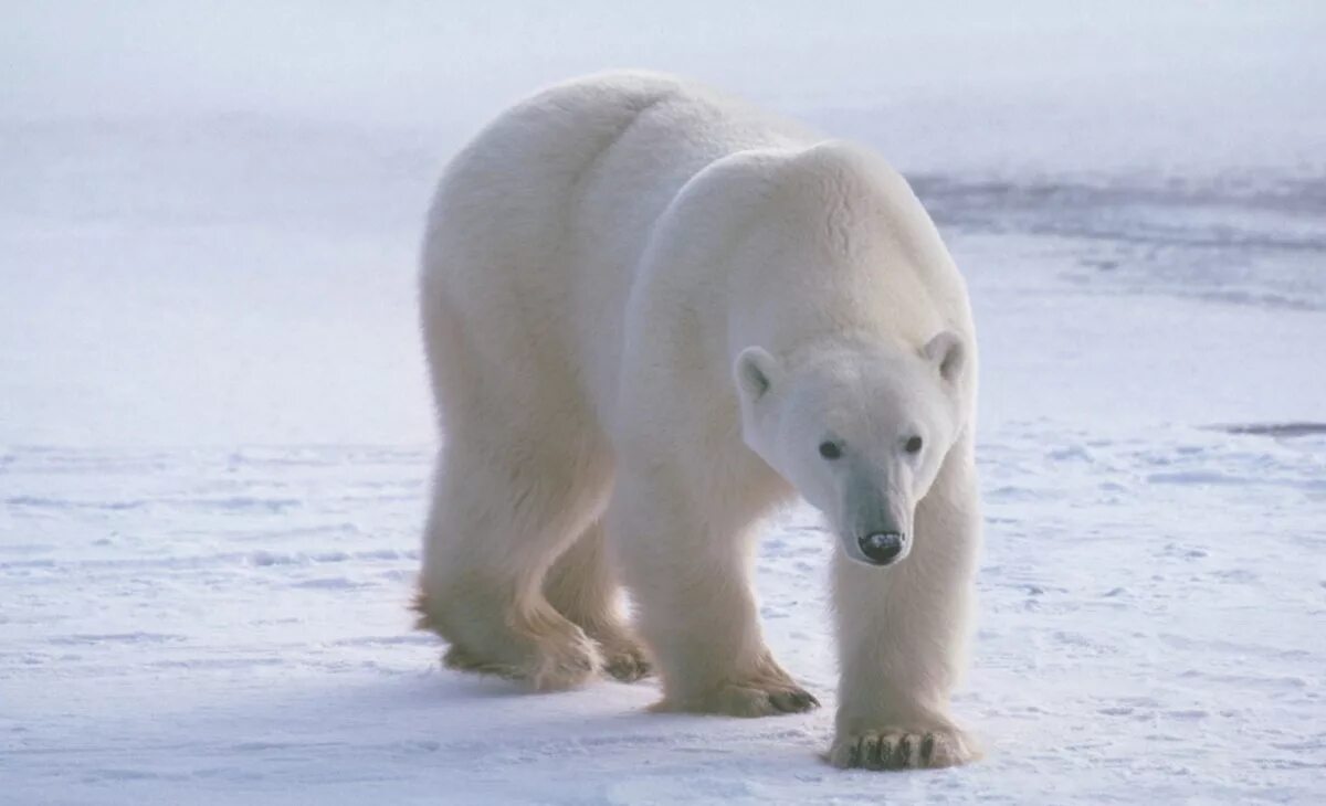 Белый медведь где обитает на каком. Белый медведь Ursus maritimus. Белый медведь обитает. Белый медведь для детей. Белый медведь обитает в России.