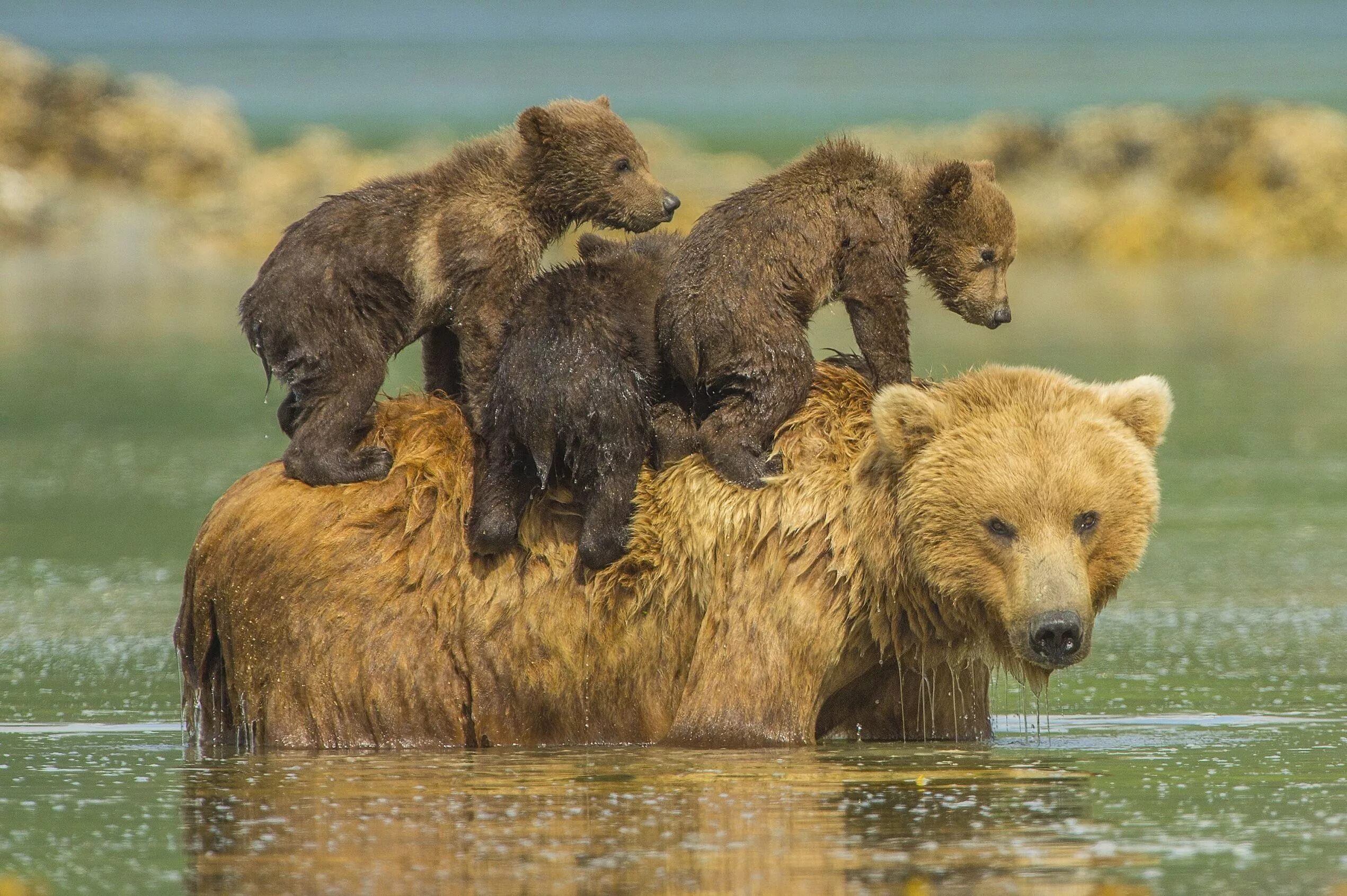 Забота родителей о потомстве. Бурый медведь с медвежатами. Медведица с медвежатами. Медведь с медвежонком. Бурая Медведица с медвежатами.