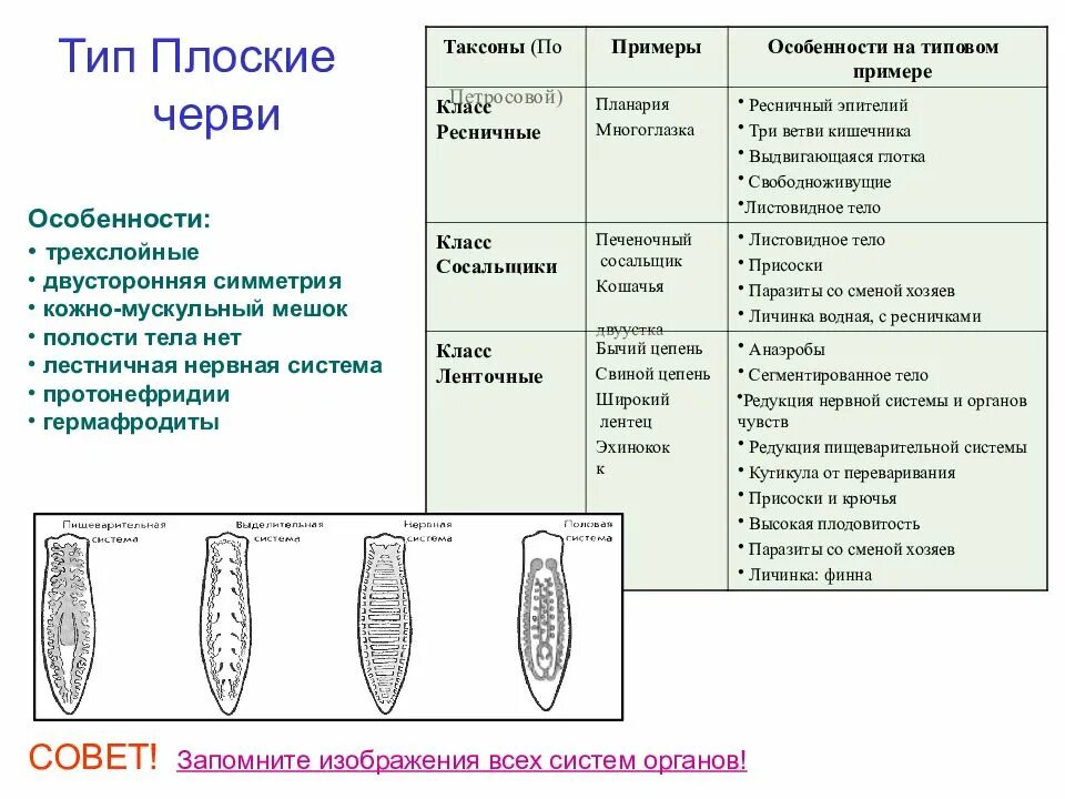 Плоский червь какой тип. Тип плоские черви 7 класс таблица. Тип плоские черви 7 класс биология. Диагональные мышцы у плоских червей. Тип плоские черви общая характеристика пищеварительной системы.