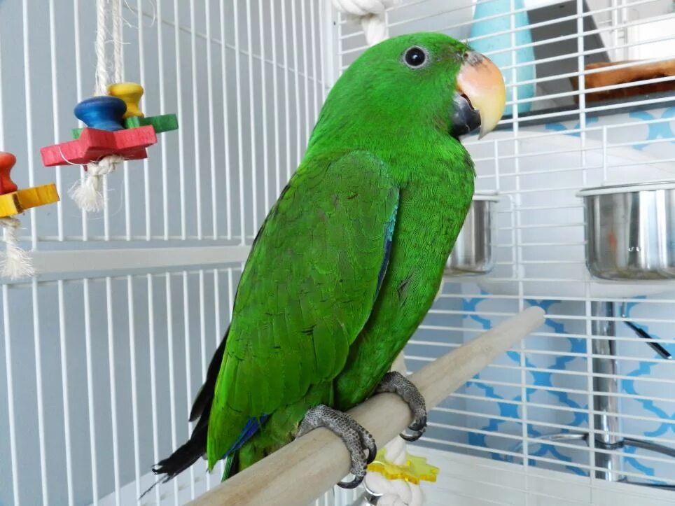 Купить среднего попугая. Попугай жако зеленый. Какарик новозеландский изумрудный. Зеленый попугай порода. Попугай зеленый волнистик.