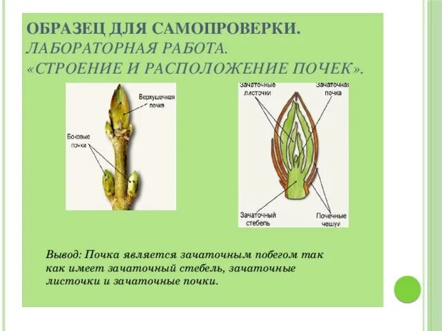 Строение почек на стебле. Строение почки биология 6. Строение почки и побега. Строение почки 6 класс биология. Определение местоположения почек на муляже 9 класс