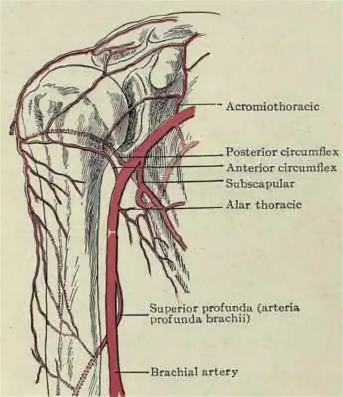 A circumflexa scapulae. Артерия циркумфлекса хумери постериор. circumflexa анатомия. циркумфлексия в анатомии. циркумфлекс в медицине.