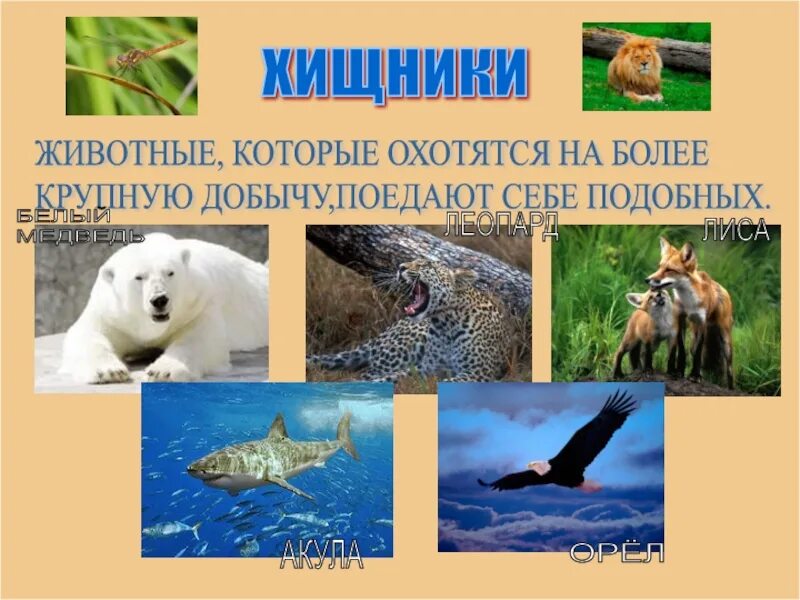 Мир животных урок. Хищные животные примеры. название хищных животных. хищныные животные 3 класс. хищные животные 3 класс.