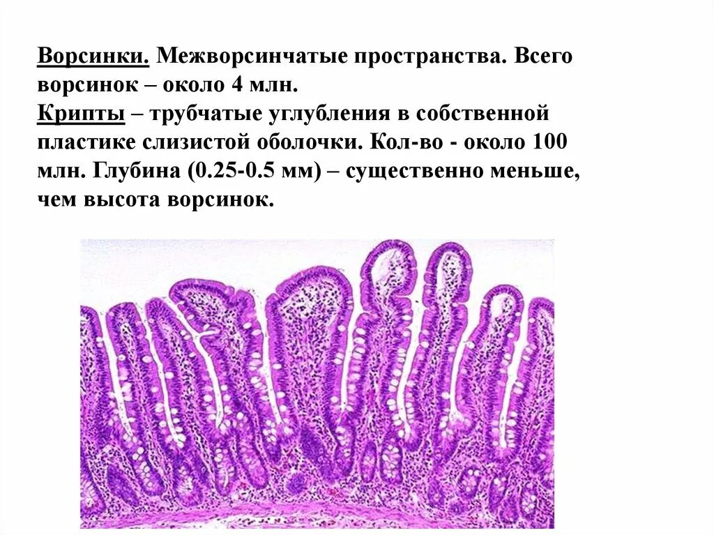 Крипты клетки. Ворсинки тонкого кишечника гистология. кишечная ворсинка гистология. крипты толстой кишки гистология. крипты толстого кишечника гистология.