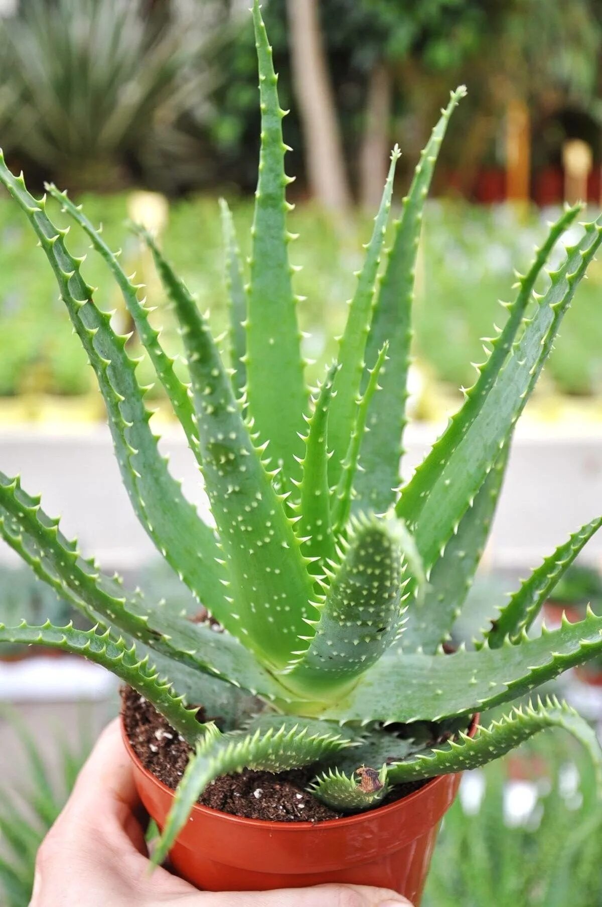 diagnosis - Why are my aloe leaves turning white and brown? - Gardening & Landsc