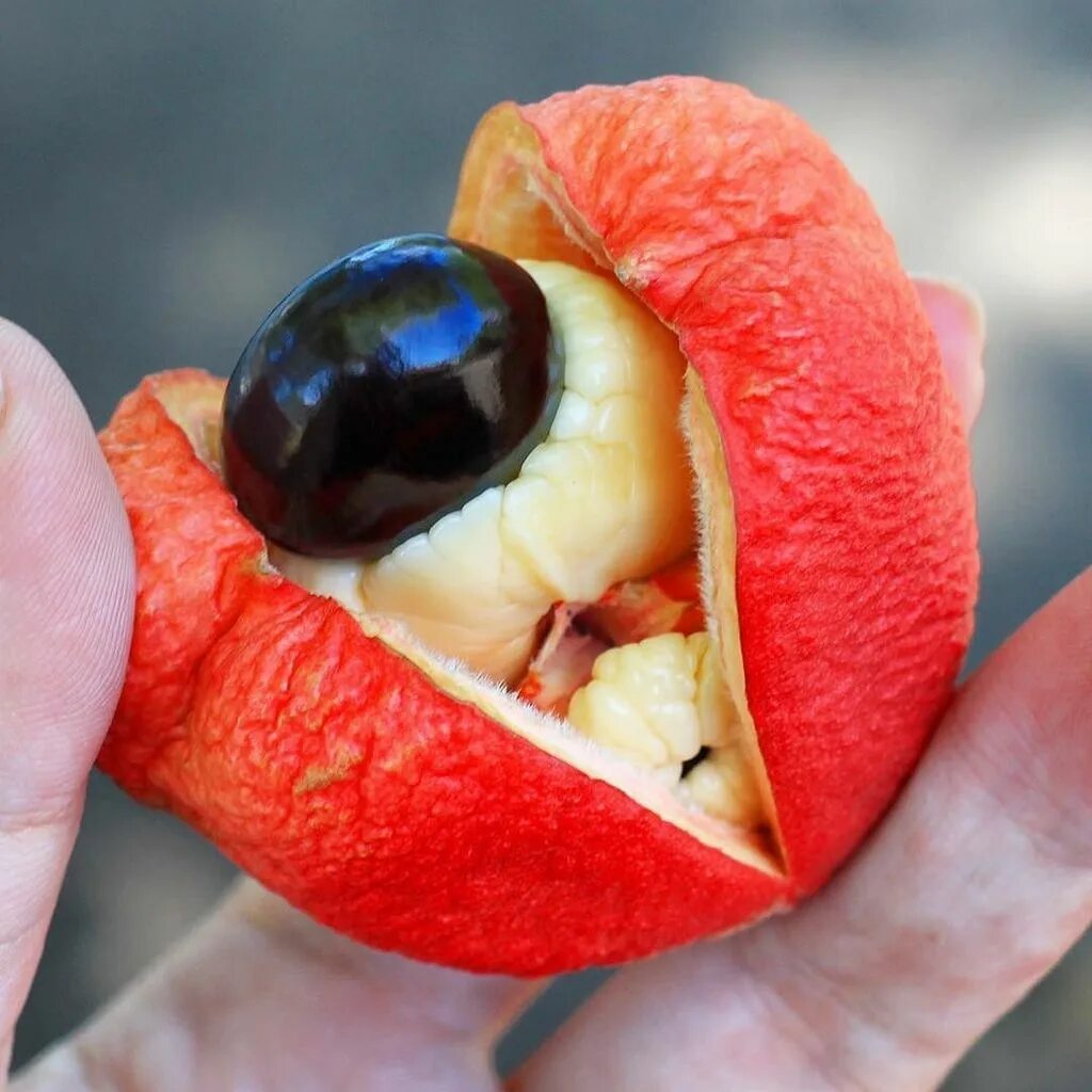 Кивано маракуйя. Фрукт ackee ямайка. Редкий вид фруктов. Кивано африканский огурец. Необычные экзотические фрукты.