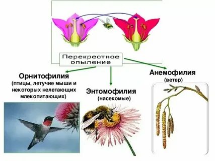 Опыление елей