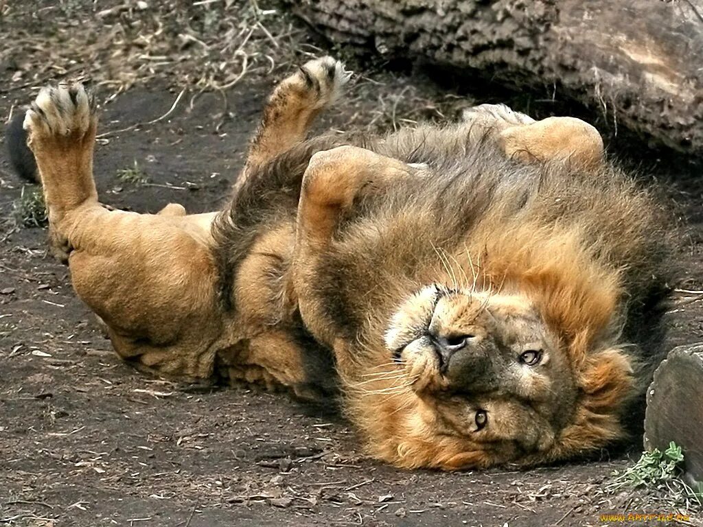 Обломов прикол. Почесать приятеля. Почесать приятеля. Майкл джей фокс секрет моего успеха фильм. Бельмондо доктор пополь.