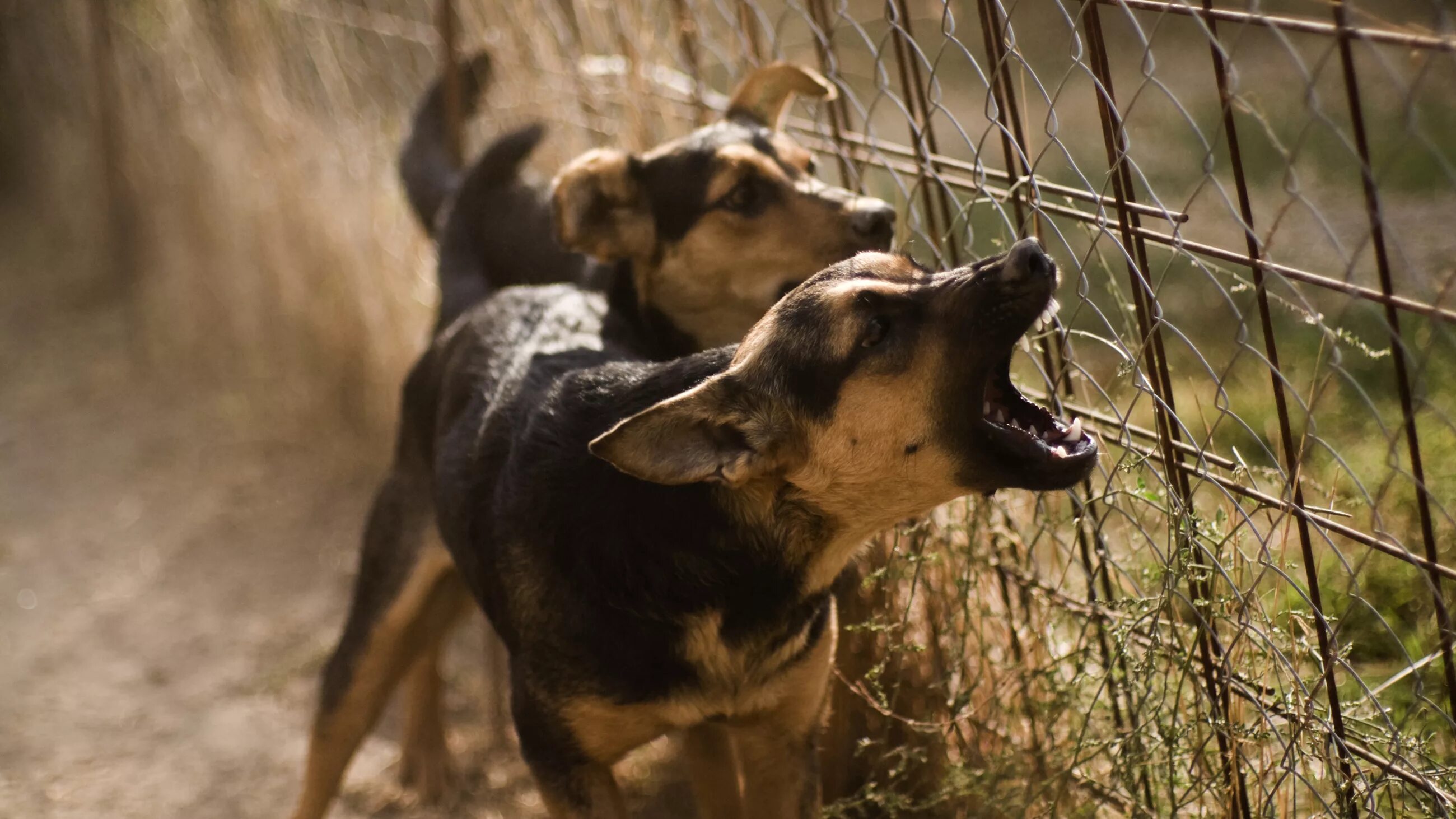 Безопасность животных. Лающая собака. Пожарные собаки. Animal safety and you. Правила безопасного обращения с животными.