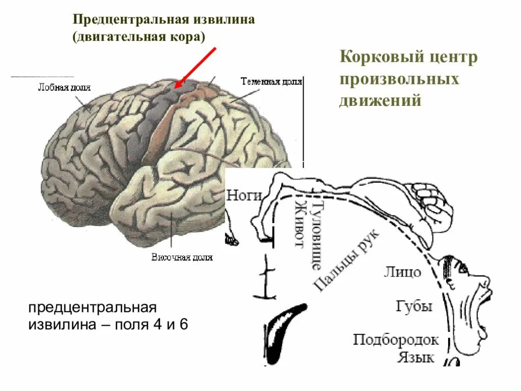 Прецентральная извилина лобной доли. Корковые центры коры головного мозга. Строение головного мозга прецентральная извилина. Функции задней коры мозга