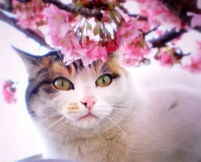 Коте весной