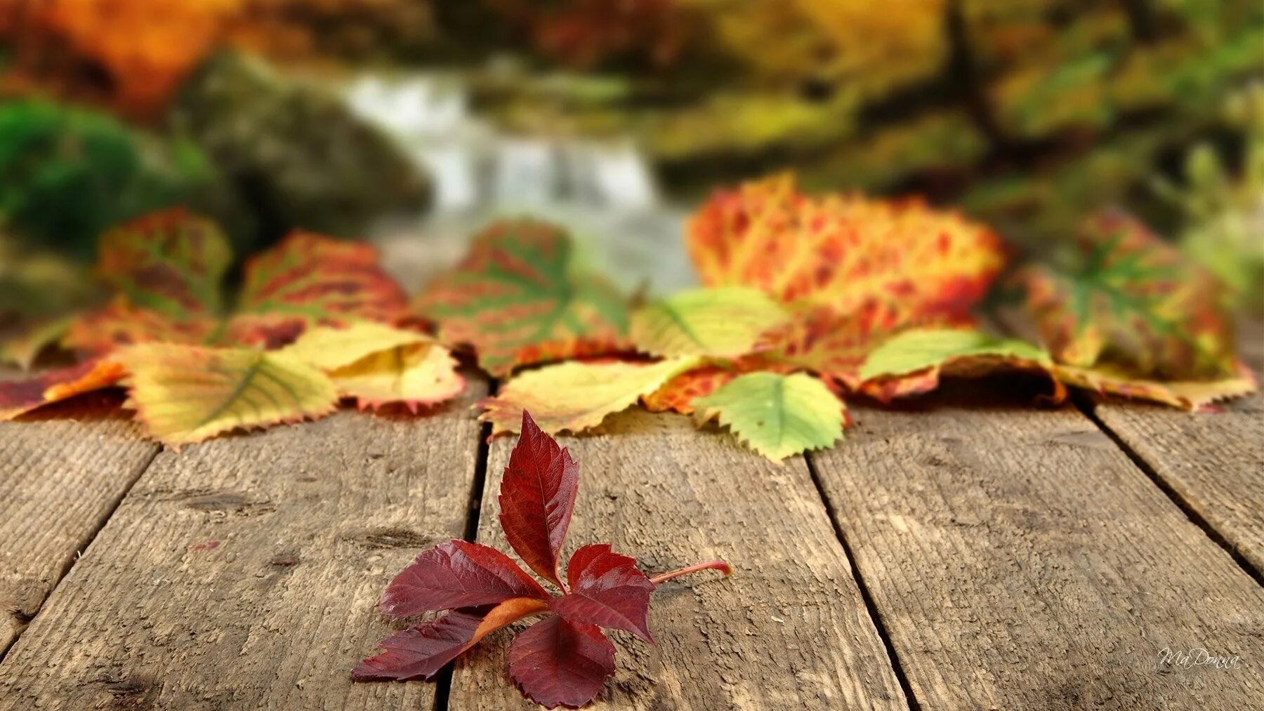Красивые осенние листья. Осенние обои. Фотообои осень на рабочий стол. Осенний фон. Даже самой теплой осенью листья
