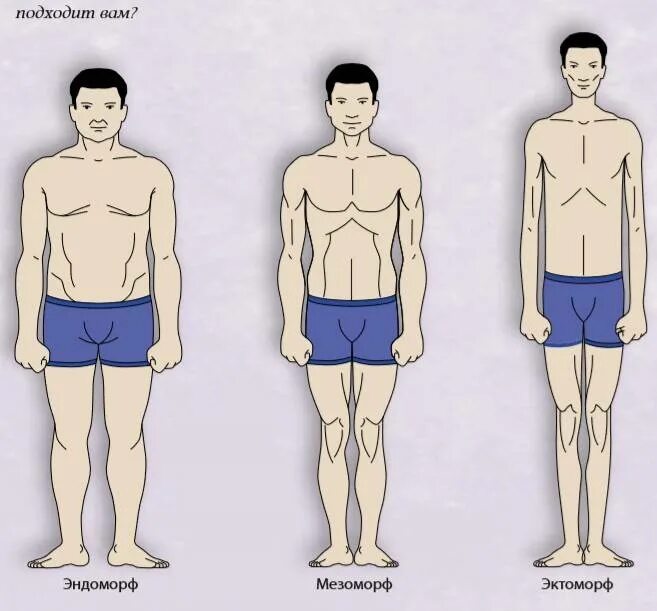 Кто такой эктоморф и мезоморф. Эктоморф мезоморф и эндоморф. Эндо Экто мезоморф. Типы фигур эктоморф эндоморф мезоморф. Типы тела эктоморф мезоморф.