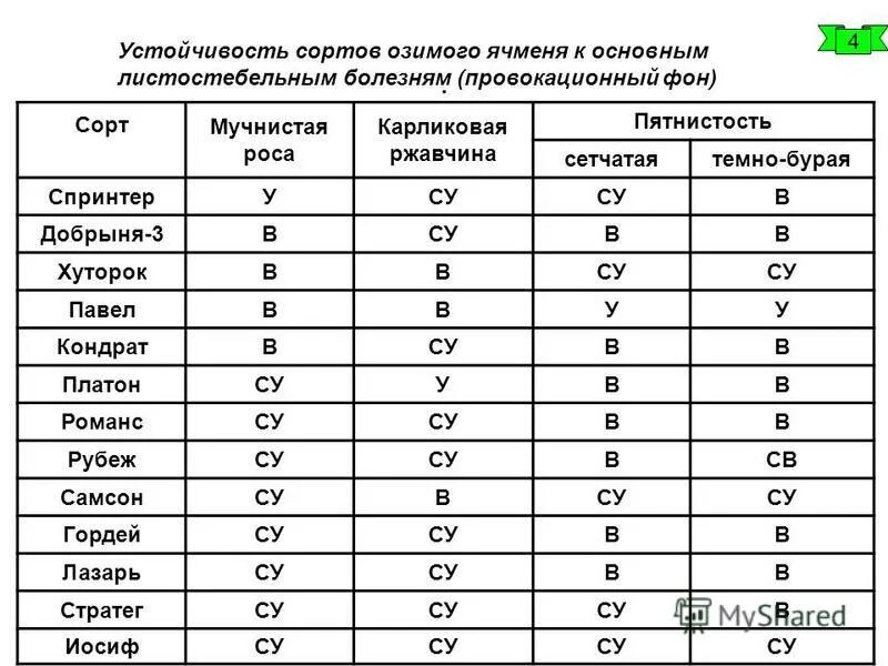Самый крупный сорт пшеницы. Ячмень яровой kws хоббс. Стабильность сорта. Стабильность сорта. Семена овощей.