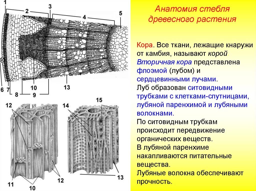 Камбий сосуды устьица древесинные волокна какое понятие. Строение стебля Ксилема и флоэма. Внутреннее строение стебля флоэма. Анатомическое строение стебля древесных растений. Строение стебля Ксилема.