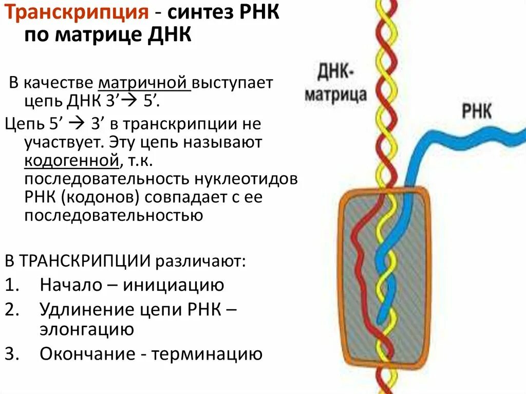 Направление матричной цепи днк. Синтез РНК транскрипция. Транскрипция Синтез РНК на матрице ДНК. Транскрипция это Синтез ИРНК. Синтез матричной РНК.
