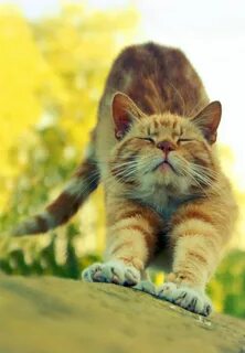Кошки позитивные доброе