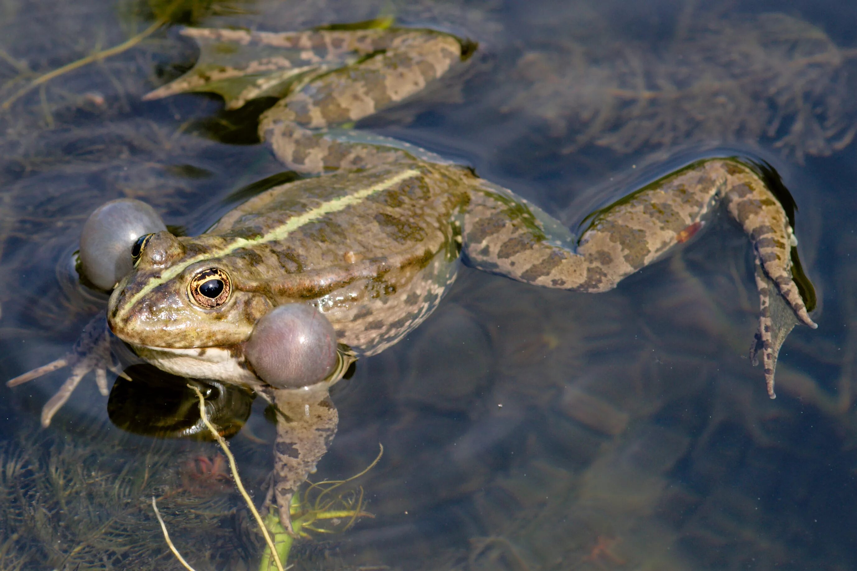 Дыхание лягушки в воде. Озерная лягушка Pelophylax ridibundus. Озёрная лягушка Rana ridibunda. Озерная лягушка Pelophylax ridibundus (Pallas, 1771). Озерная лягушка в пруду головастики.