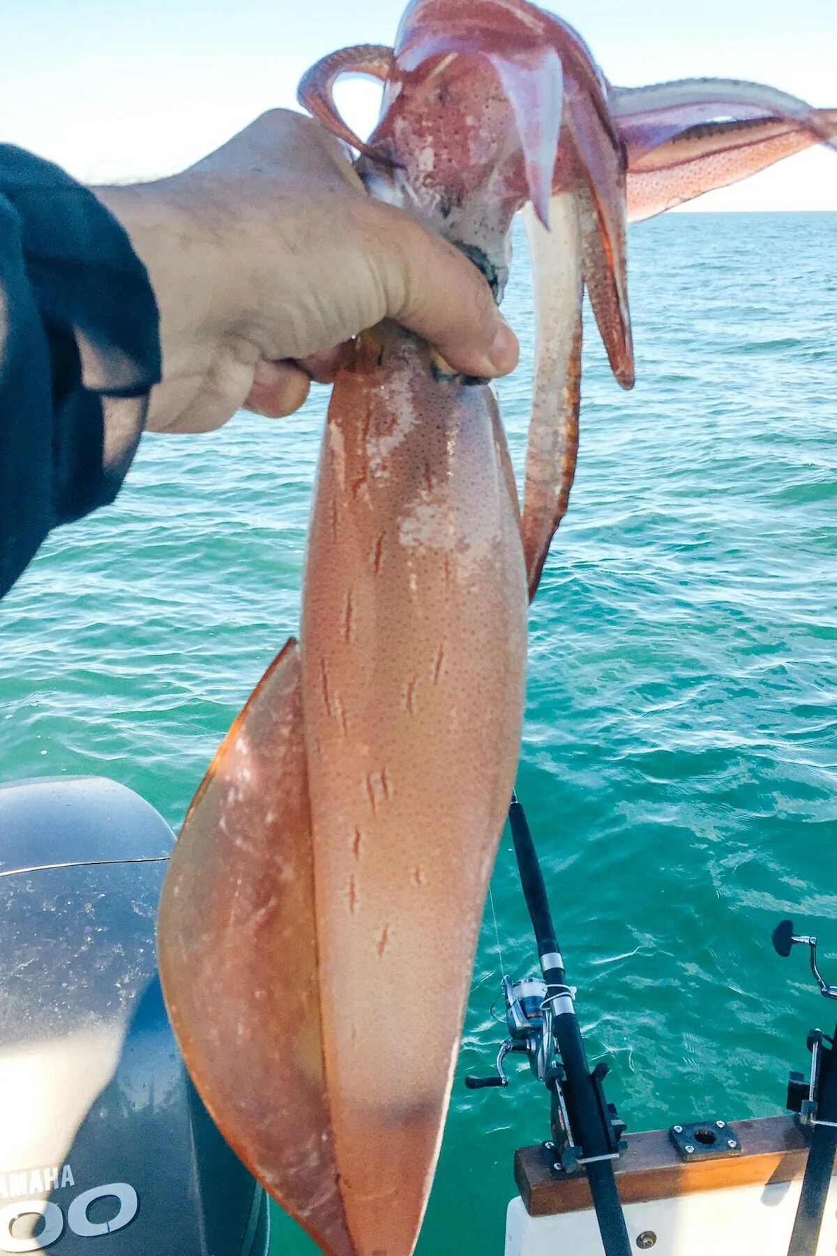 На что ловят кальмара. Squid Fishing. Как ловят кальмаров. Ловля кальмара