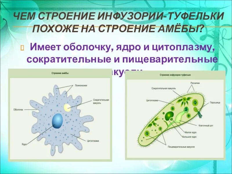 Клетка одноклеточного животного не имеет