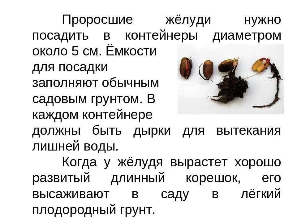Как посадить желудь дуба. Прорастить желудь дуба. как прорастить желуди дуба. размножение дуба желудями. как сажать дуб из желудя в домашних условиях.
