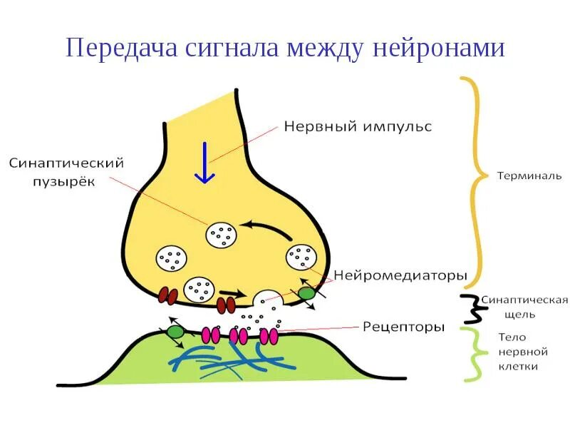 Передача сигналов нейронами. Синапс схема возбуждение. синапс схема проведения нервного импульса. схема передачи сигнала между нейронами. механизм передачи возбуждения в синапсах схема.