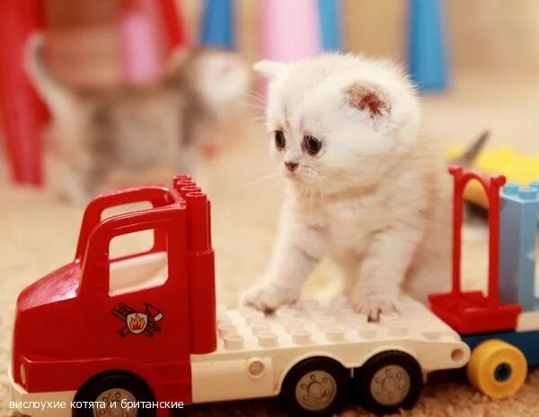 Купить машинку для кошек. Кошечка в машинке. Игрушечные машинки Cat. Машинка для кошек. Котенок в игрушечной машинке.