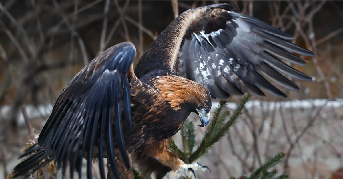 Республика алтай беркут. Беркут aquila chrysaetos (linnaeus, 1758). Беркут дерево. Западная сибирь беркут. Беркут aquila chrysaetos (linnaeus, 1758).