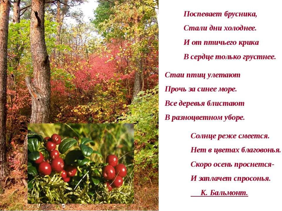Бальмонт стихи поспевает брусника. Бальмонт стихи поспевает брусника. Стихотворение осень поспевает брусника стали дни. Бальмонт стихи про осень поспевает брусника. Стихотворение константина бальмонта осень.