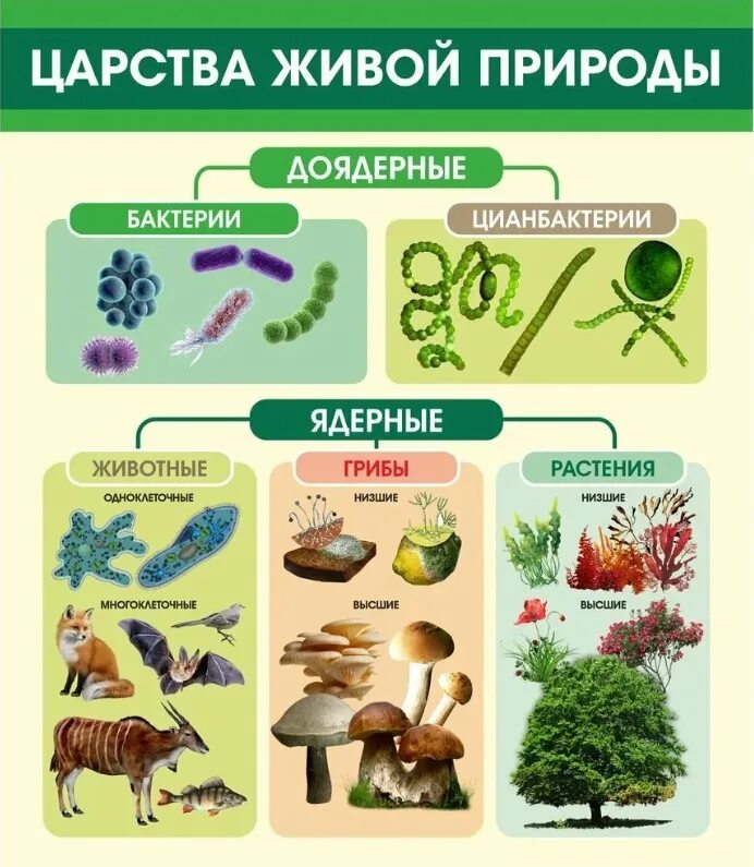 Высшие растения и животные