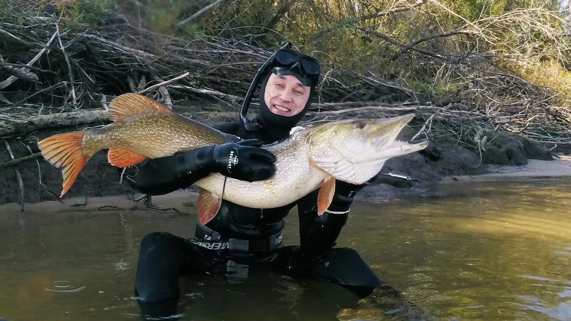 Щука камышах. Подводная охота на щуку. Подводная рыбалка на щуку. Щука на охоте. Рыба охотник.